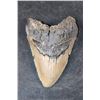 Image 1 : Big MEGALODON Shark Tooth Fossil