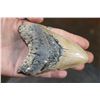Image 2 : Big MEGALODON Shark Tooth Fossil