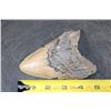 Image 3 : Big MEGALODON Shark Tooth Fossil