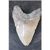 Image 6 : Big MEGALODON Shark Tooth Fossil