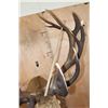 Image 10 : Massive XXL 17-Point RED STAG Shoulder Mount