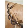 Image 11 : Massive XXL 17-Point RED STAG Shoulder Mount