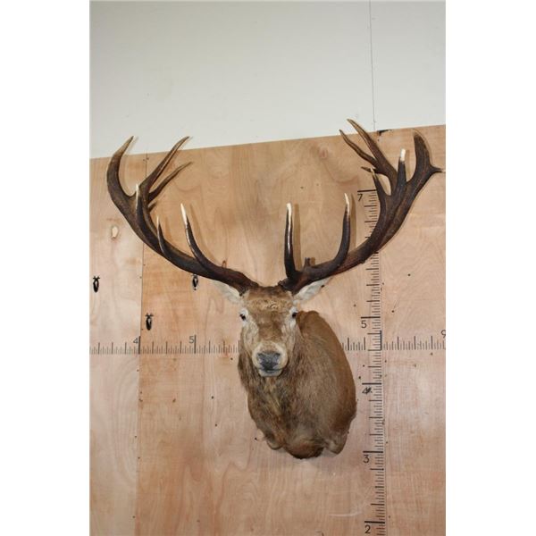 Massive XXL 17-Point RED STAG Shoulder Mount