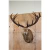 Image 1 : Massive XXL 17-Point RED STAG Shoulder Mount