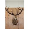 Image 2 : Massive XXL 17-Point RED STAG Shoulder Mount