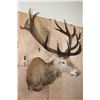 Image 3 : Massive XXL 17-Point RED STAG Shoulder Mount