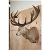 Image 4 : Massive XXL 17-Point RED STAG Shoulder Mount