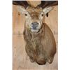 Image 6 : Massive XXL 17-Point RED STAG Shoulder Mount