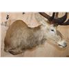 Image 7 : Massive XXL 17-Point RED STAG Shoulder Mount