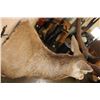 Image 8 : Massive XXL 17-Point RED STAG Shoulder Mount