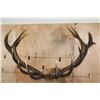 Image 9 : Massive XXL 17-Point RED STAG Shoulder Mount