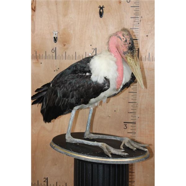 *Rarely Seen* MARABOU STORK on a Wood Plaque Base