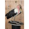 Image 1 : *Rarely Seen* MARABOU STORK on a Wood Plaque Base