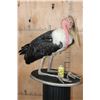 Image 2 : *Rarely Seen* MARABOU STORK on a Wood Plaque Base
