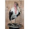 Image 3 : *Rarely Seen* MARABOU STORK on a Wood Plaque Base