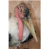 Image 4 : *Rarely Seen* MARABOU STORK on a Wood Plaque Base