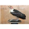 Image 6 : *Rarely Seen* MARABOU STORK on a Wood Plaque Base