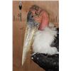 Image 7 : *Rarely Seen* MARABOU STORK on a Wood Plaque Base
