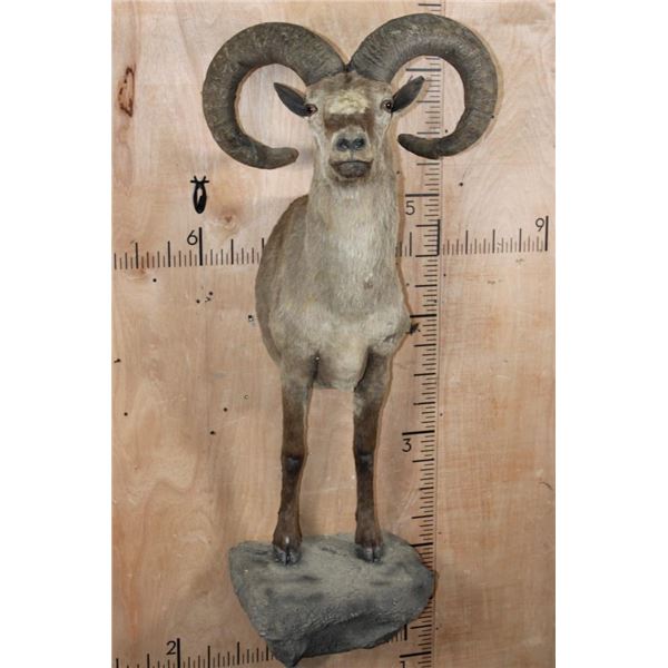 Big Half-body WEST CAUCASIAN TUR on a Rocky Base