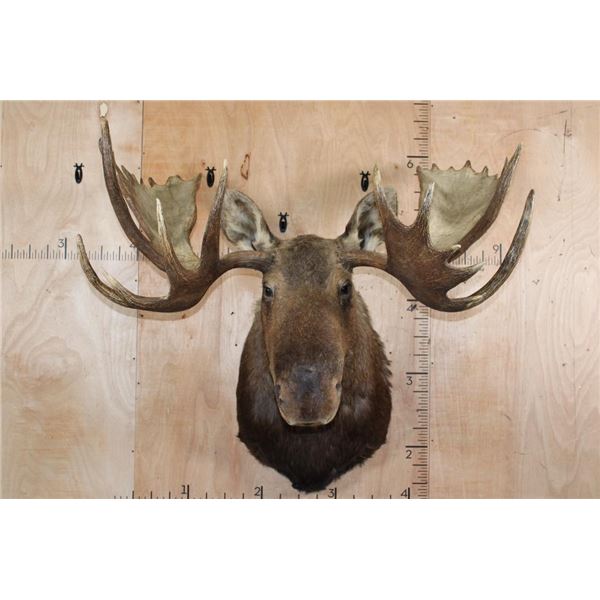 XXL 30-Point MOOSE Shoulder Mount