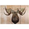 Image 1 : XXL 30-Point MOOSE Shoulder Mount