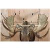Image 2 : XXL 30-Point MOOSE Shoulder Mount
