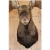 Image 6 : XXL 30-Point MOOSE Shoulder Mount