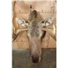 Image 8 : XXL 30-Point MOOSE Shoulder Mount