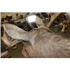 Image 9 : XXL 30-Point MOOSE Shoulder Mount
