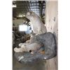 Image 10 : 2 Life-sized LYNX on a Rock Wall Hanging Base
