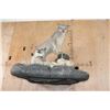 Image 11 : 2 Life-sized LYNX on a Rock Wall Hanging Base