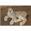 Image 12 : 2 Life-sized LYNX on a Rock Wall Hanging Base