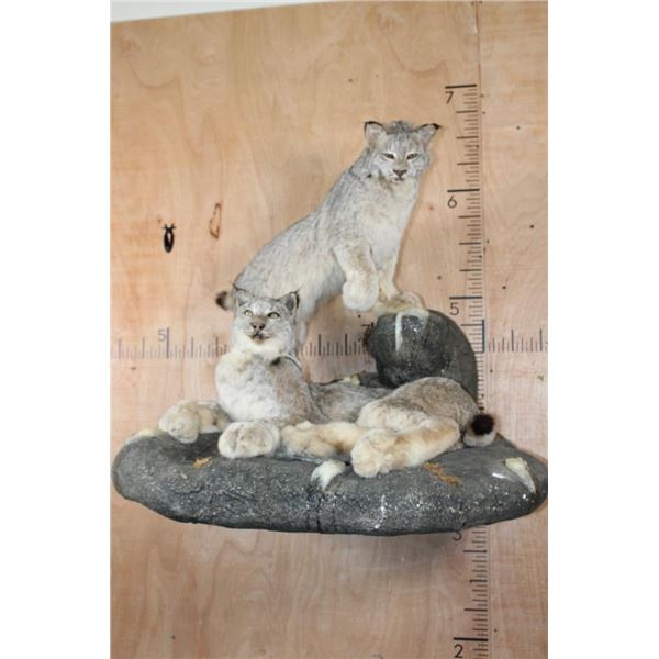 2 Life-sized LYNX on a Rock Wall Hanging Base