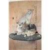 Image 1 : 2 Life-sized LYNX on a Rock Wall Hanging Base
