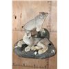 Image 2 : 2 Life-sized LYNX on a Rock Wall Hanging Base