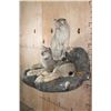Image 4 : 2 Life-sized LYNX on a Rock Wall Hanging Base