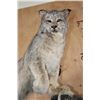 Image 5 : 2 Life-sized LYNX on a Rock Wall Hanging Base