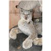Image 6 : 2 Life-sized LYNX on a Rock Wall Hanging Base