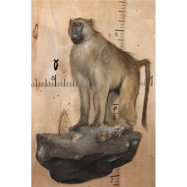Life-sized BABOON on a Rock Wall Hanging Base
