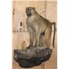 Image 1 : Life-sized BABOON on a Rock Wall Hanging Base
