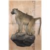 Image 2 : Life-sized BABOON on a Rock Wall Hanging Base