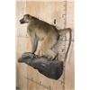Image 3 : Life-sized BABOON on a Rock Wall Hanging Base