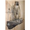 Image 4 : Life-sized BABOON on a Rock Wall Hanging Base