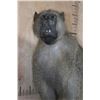 Image 5 : Life-sized BABOON on a Rock Wall Hanging Base