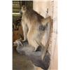 Image 7 : Life-sized BABOON on a Rock Wall Hanging Base