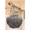 Image 8 : Life-sized BABOON on a Rock Wall Hanging Base