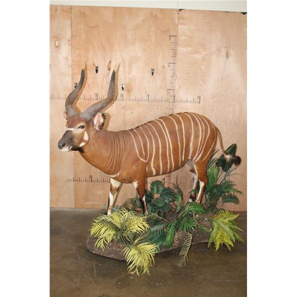 Life-sized BONGO on a Lush Decorative Base with Wheels