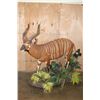Image 1 : Life-sized BONGO on a Lush Decorative Base with Wheels