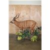Image 2 : Life-sized BONGO on a Lush Decorative Base with Wheels