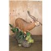 Image 6 : Life-sized BONGO on a Lush Decorative Base with Wheels